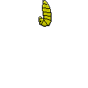 Monarch caterpillar to butterfly cocoon animated gif
