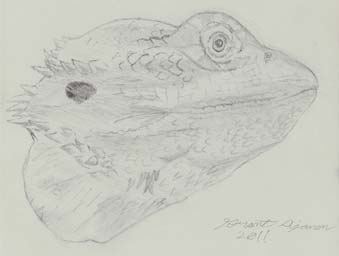 portrait of Albert my bearded dragon drawing