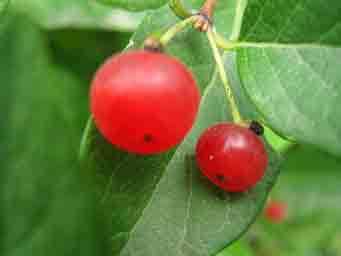 two red berries with green leaves in the background macro photo