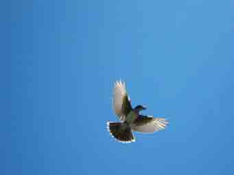 bird flying above with wings spead out photo