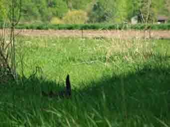 cat frolicking in the pasture photo