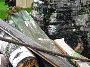 two chipmunks on a pile of wood northern Minnesota photo