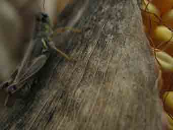 grass hopper on a cob of field corn macro photo