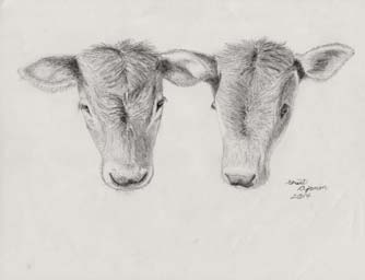 portrait of two jersey cows drawing