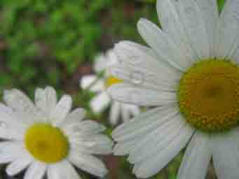 three daisies macro photo with depth