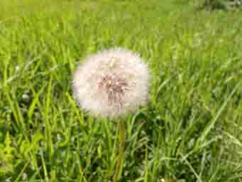 dandelion seeds with grass background macro photo