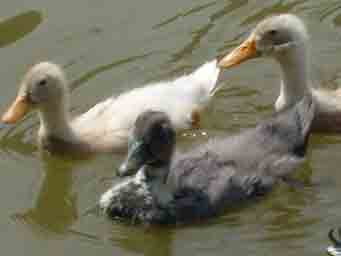 three ducks swiming in a pond photo