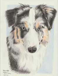 color portrait drawing of Australian shepherd dog named Fenton.