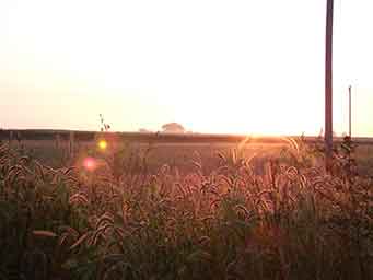 edge of field with long grass and power lines and the sun rise Sep 2012