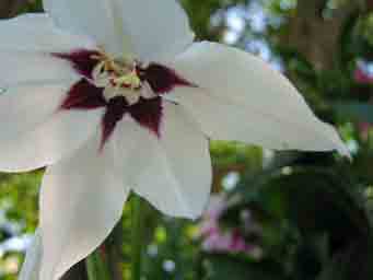 Gladiolus murielae flower photo white and purple macro photo