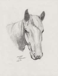 portrait of a pony with a white spot on her nose drawing