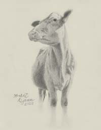portrait of a cow drawing