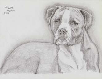 Red Nose Pitbull drawing