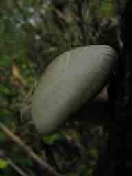 a mushroom growing on the side of a tree macro photo