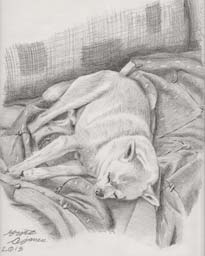 portrait of my pet dog, Paco sleeping on the coach.