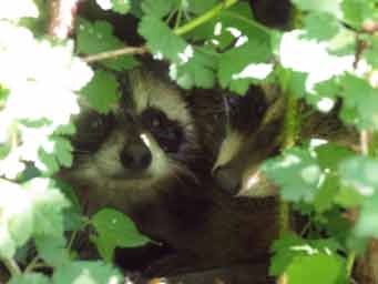 racoon babies in bush photo