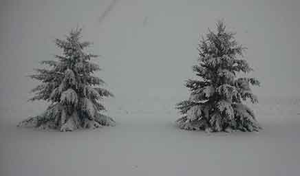 snow covered pine trees in storm photo