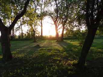 tree shadows from sunset photo