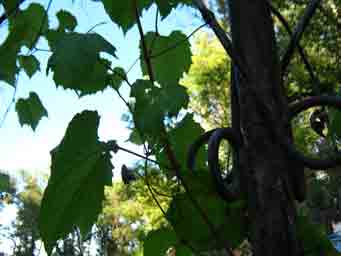 vines on rustic metal hanger photo