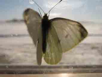 cabbage butterfly in the winder during winter macro photo